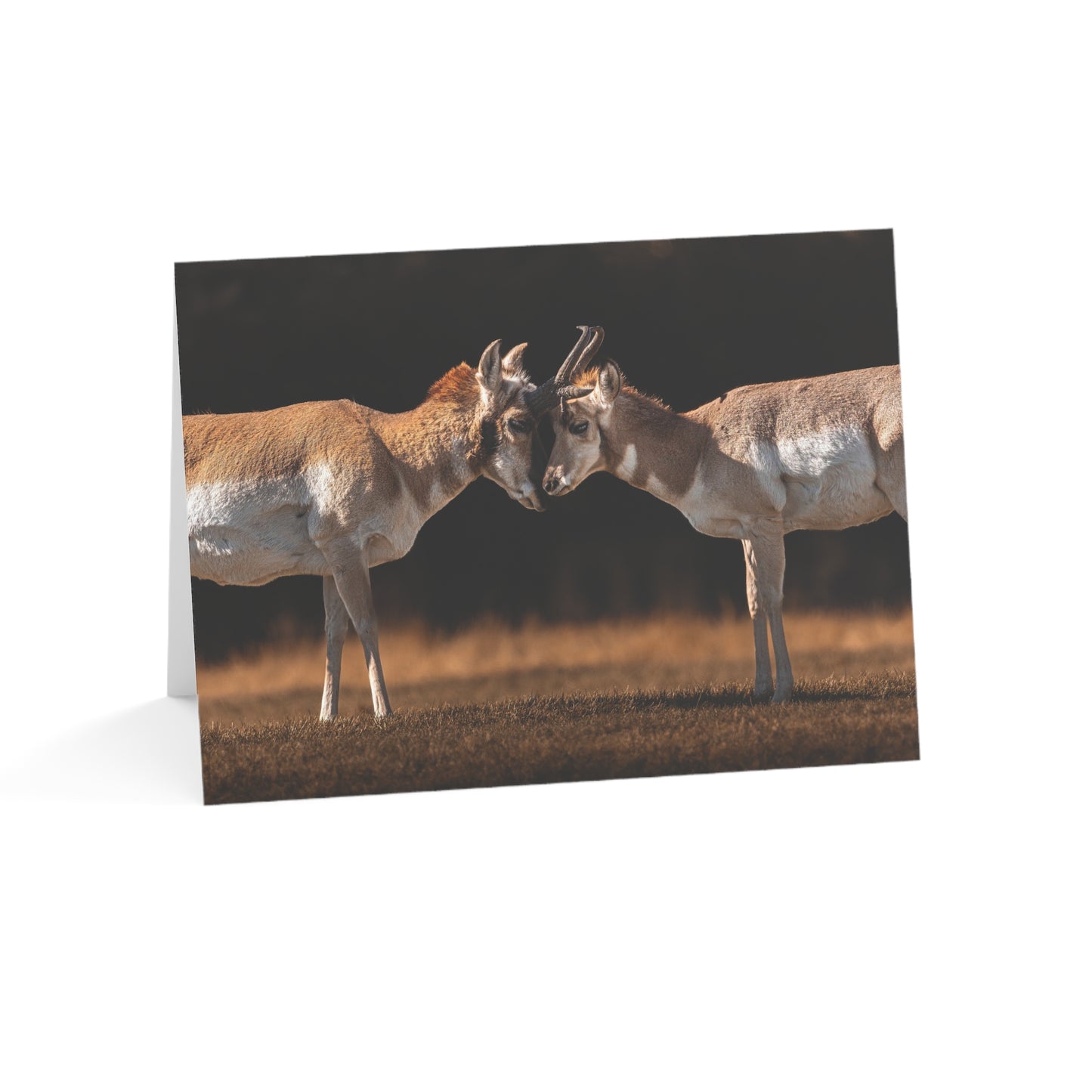 "LOVE OF A PRONGHORN" PRONGHORN - GREETING CARDS