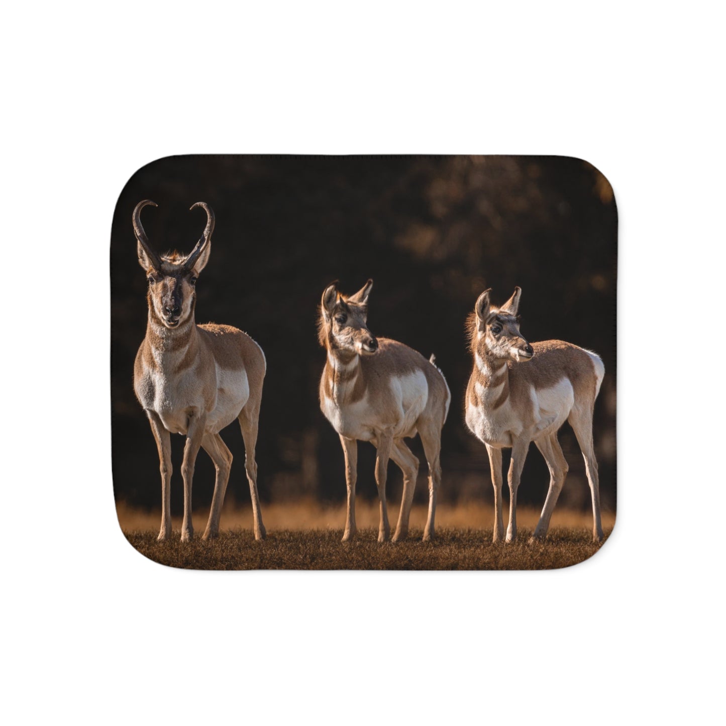 "FAMILY OF THREE" PRONGHORN - FLEECE BLANKET