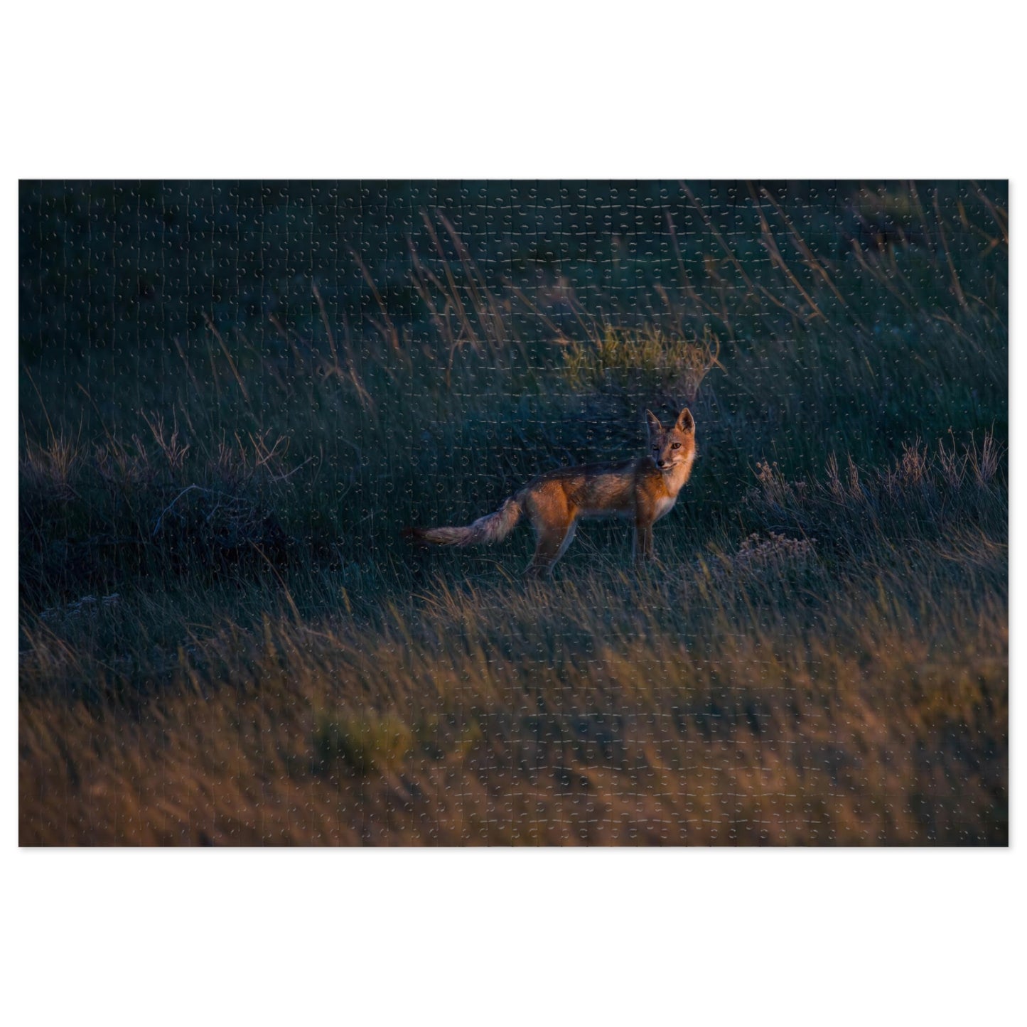 "GOLDEN LIGHT" SWIFT FOX - PUZZLE