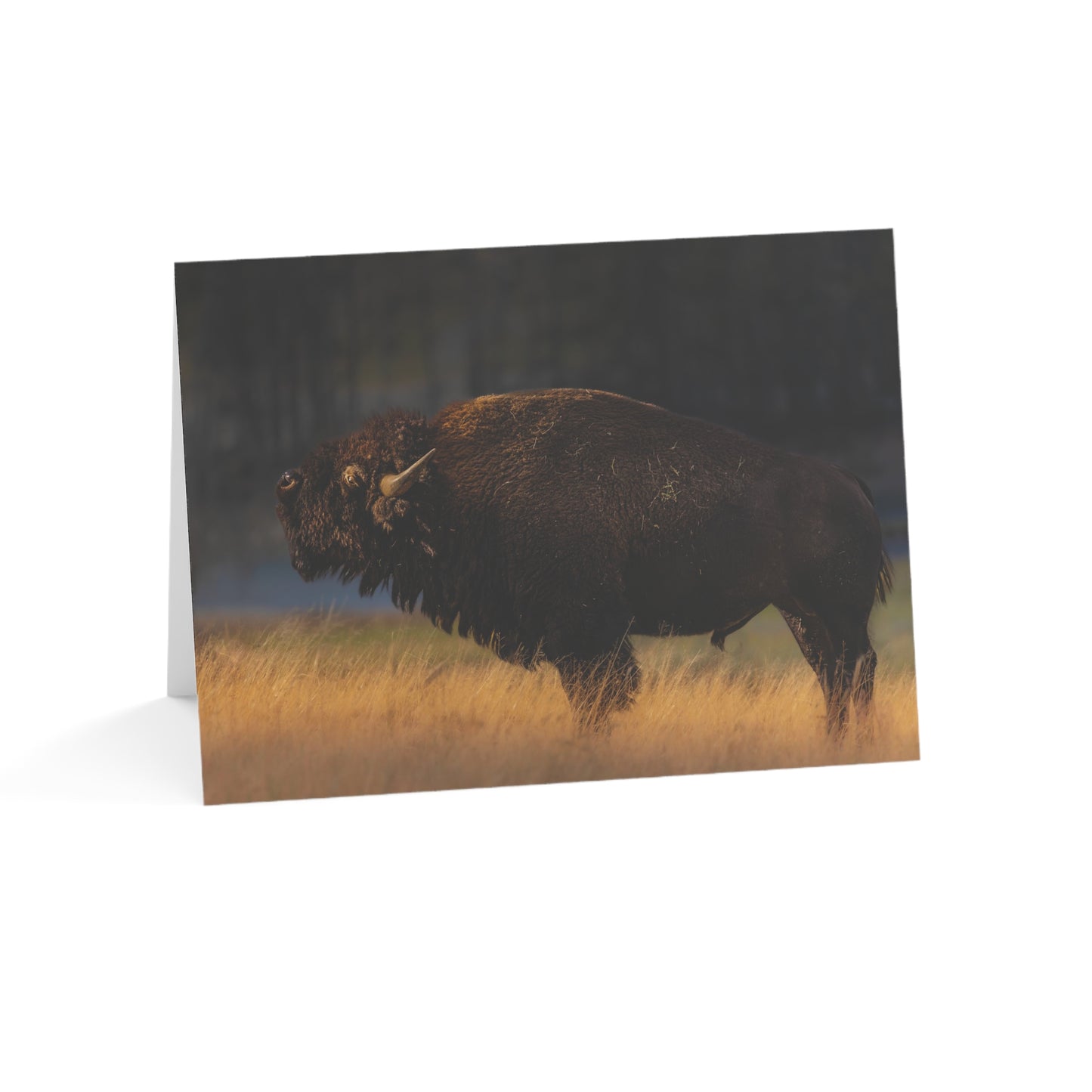 "NATIVE" BISON - GREETING CARDS