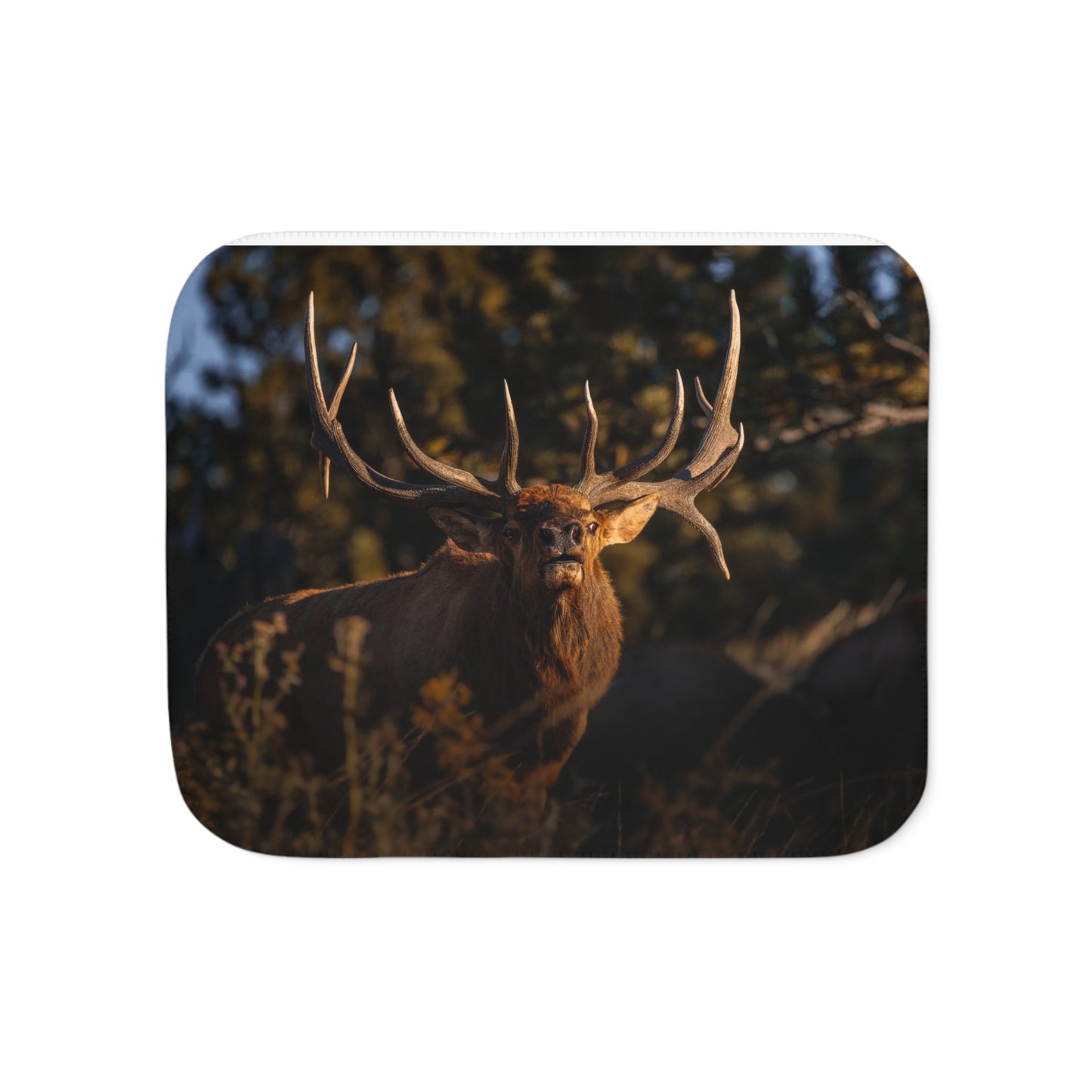 "DROPTINE" BULL ELK - FLEECE BLANKET