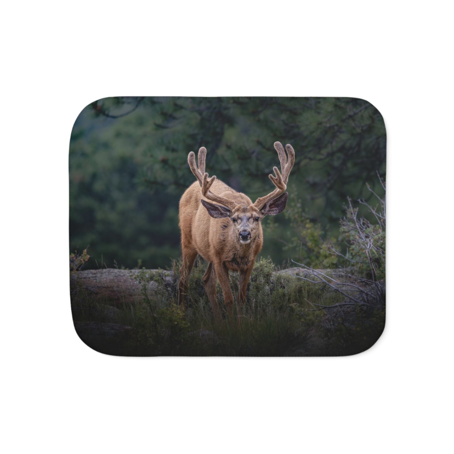 "HIGH ALERT" BUCK MULE DEER - FLEECE BLANKET