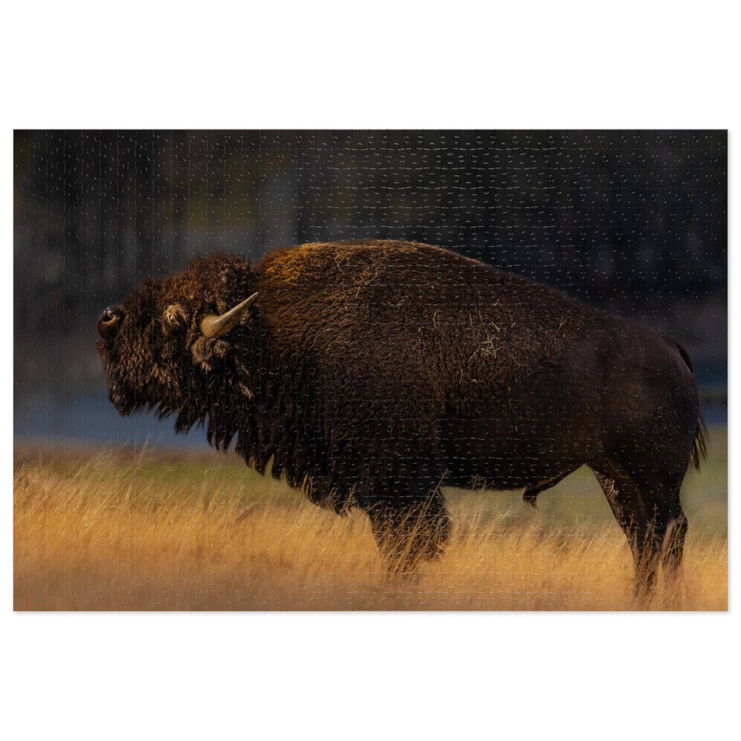 "NATIVE" BISON - PUZZLE