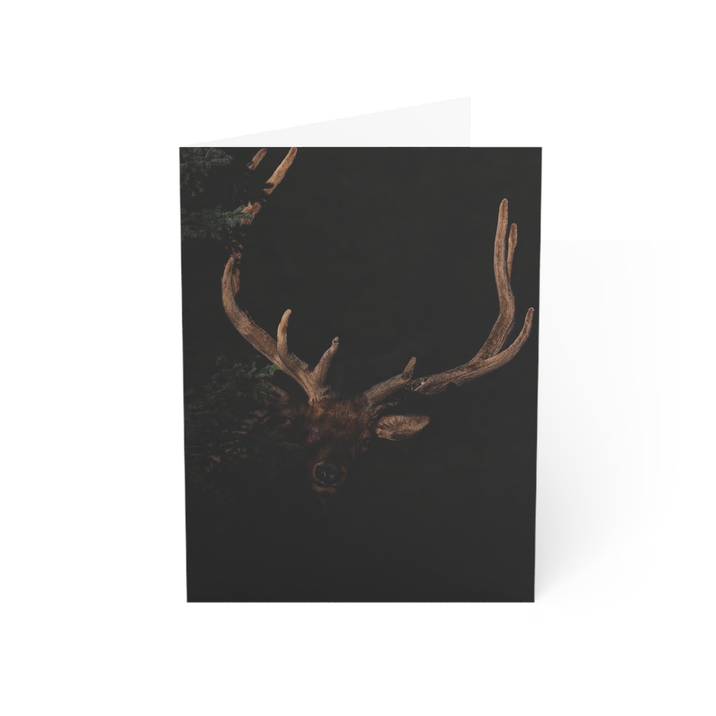 "OUT OF DARKNESS" BULL ELK - GREETING CARDS