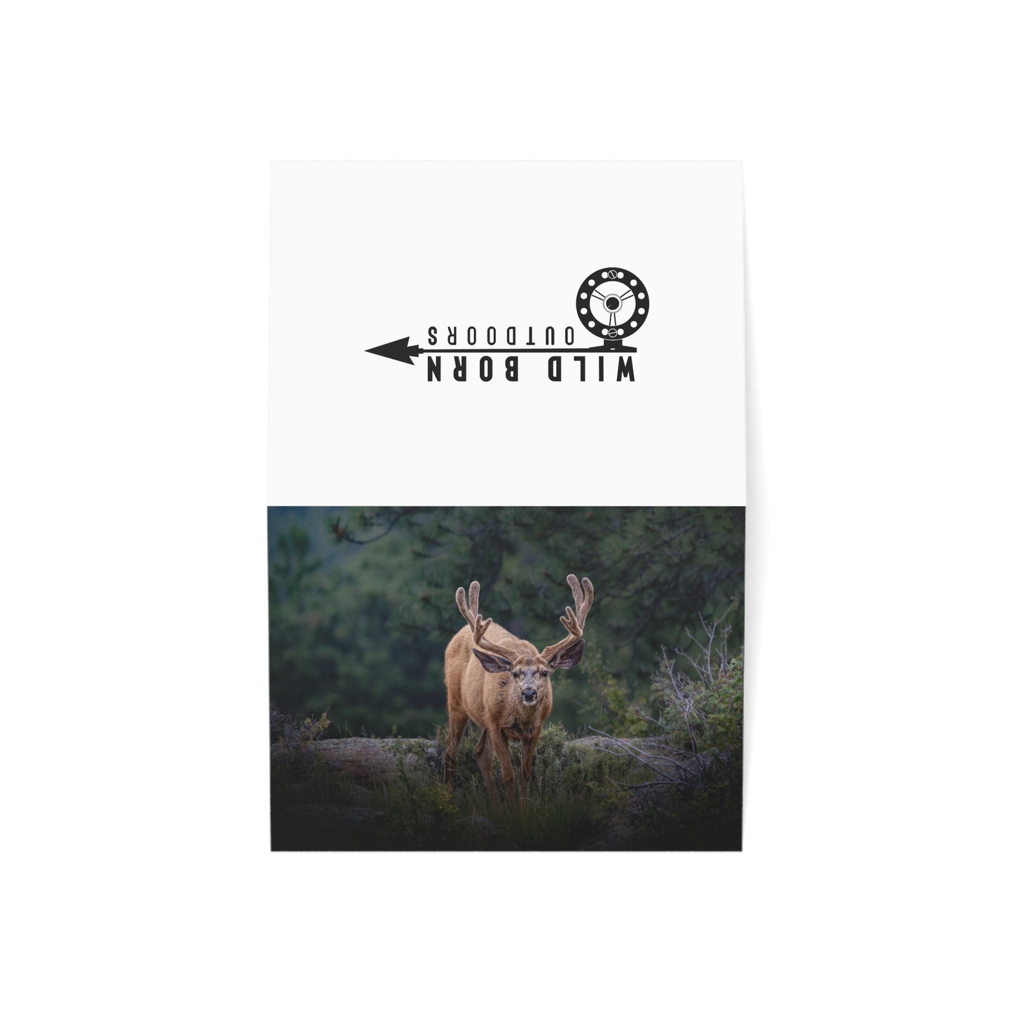 "HIGH ALERT" BUCK MULE DEER - GREETING CARDS