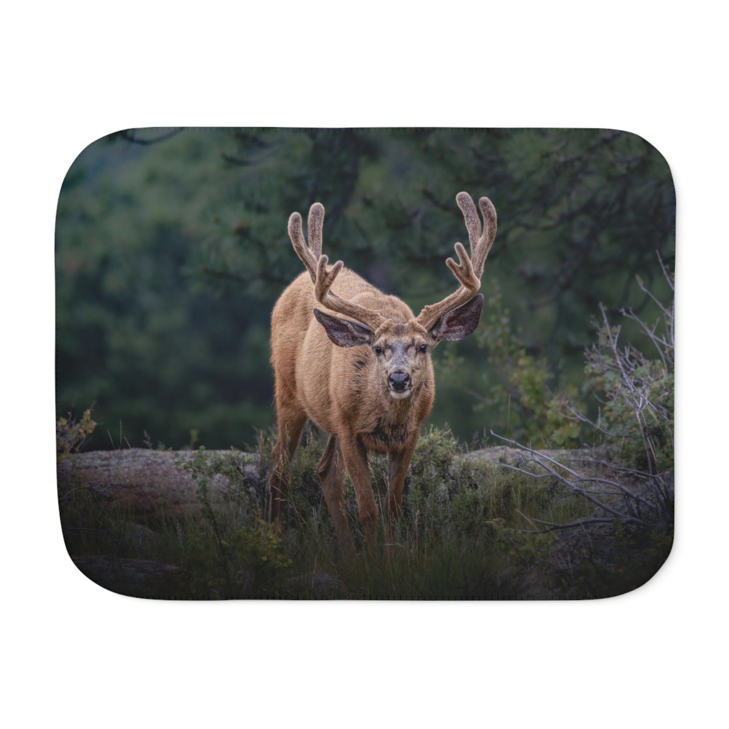 "HIGH ALERT" BUCK MULE DEER - FLEECE BLANKET