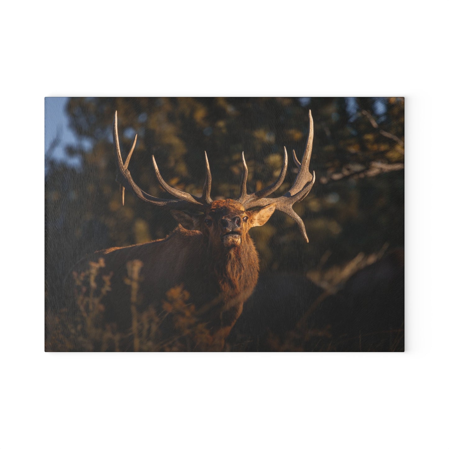 "DROPTINE" BULL ELK - CUTTING BOARD