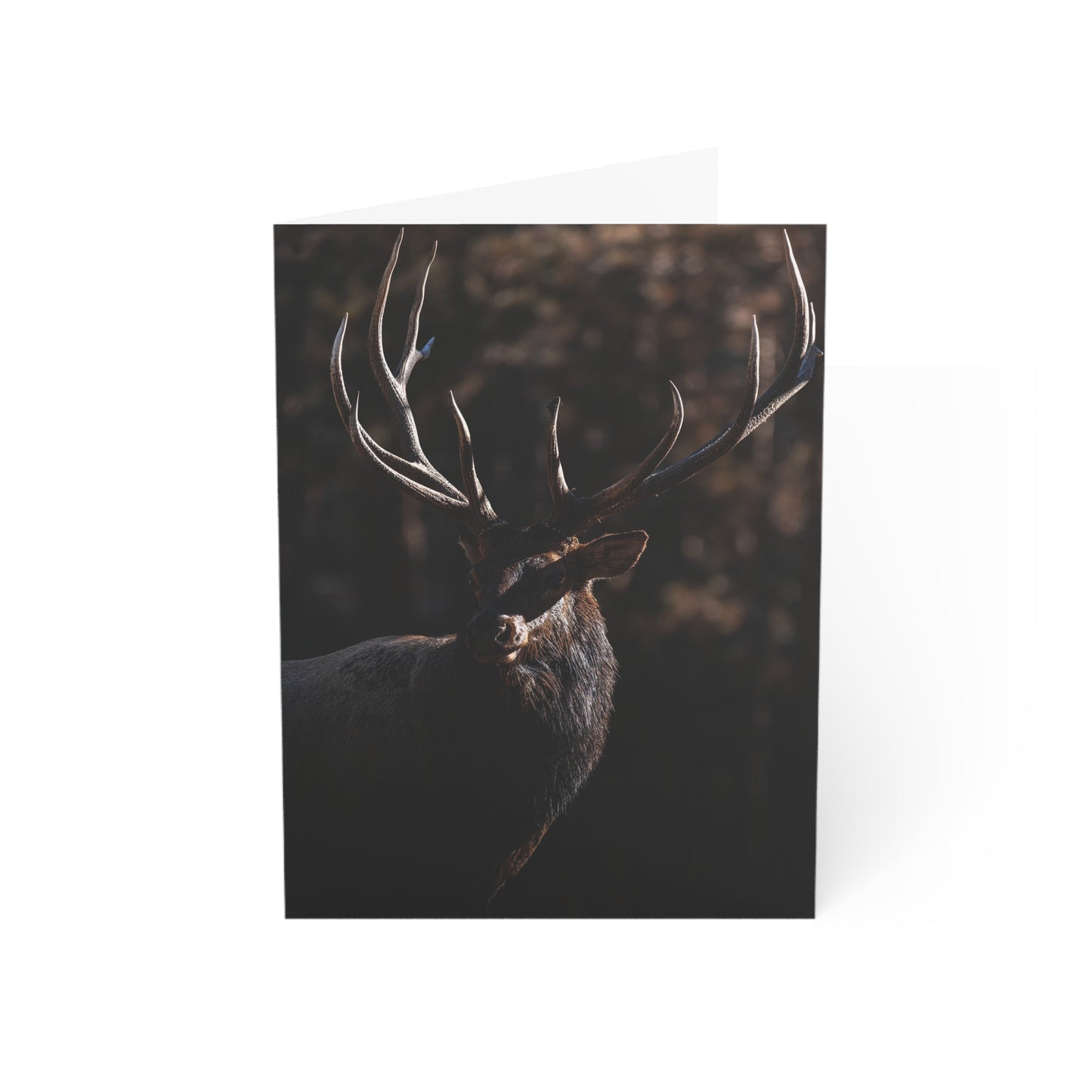 "DARK TIMBER" BULL ELK - GREETING CARDS