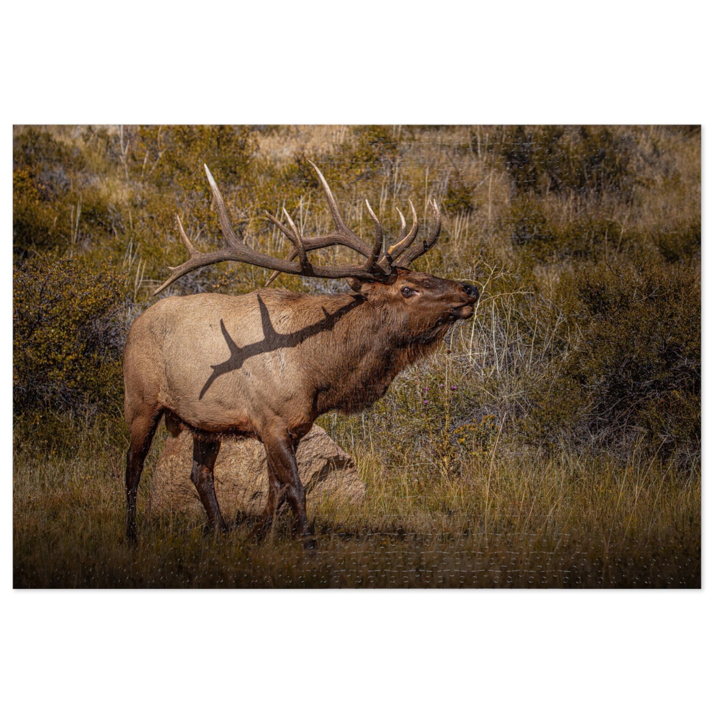 "TATTED" BULL ELK - PUZZLE