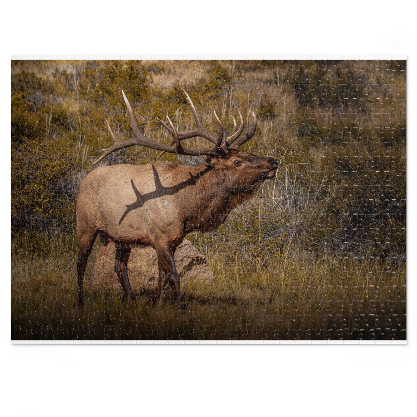 "TATTED" BULL ELK - PUZZLE