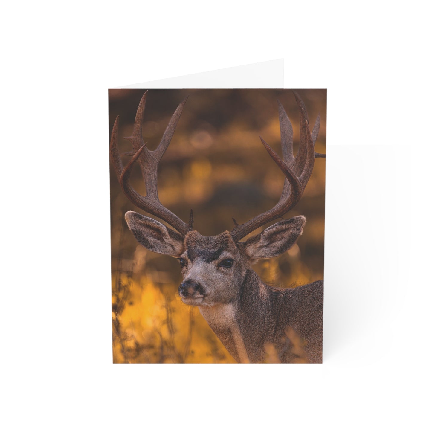 "NOVEMBER GOLD" BUCK MULE DEER - GREETING CARDS