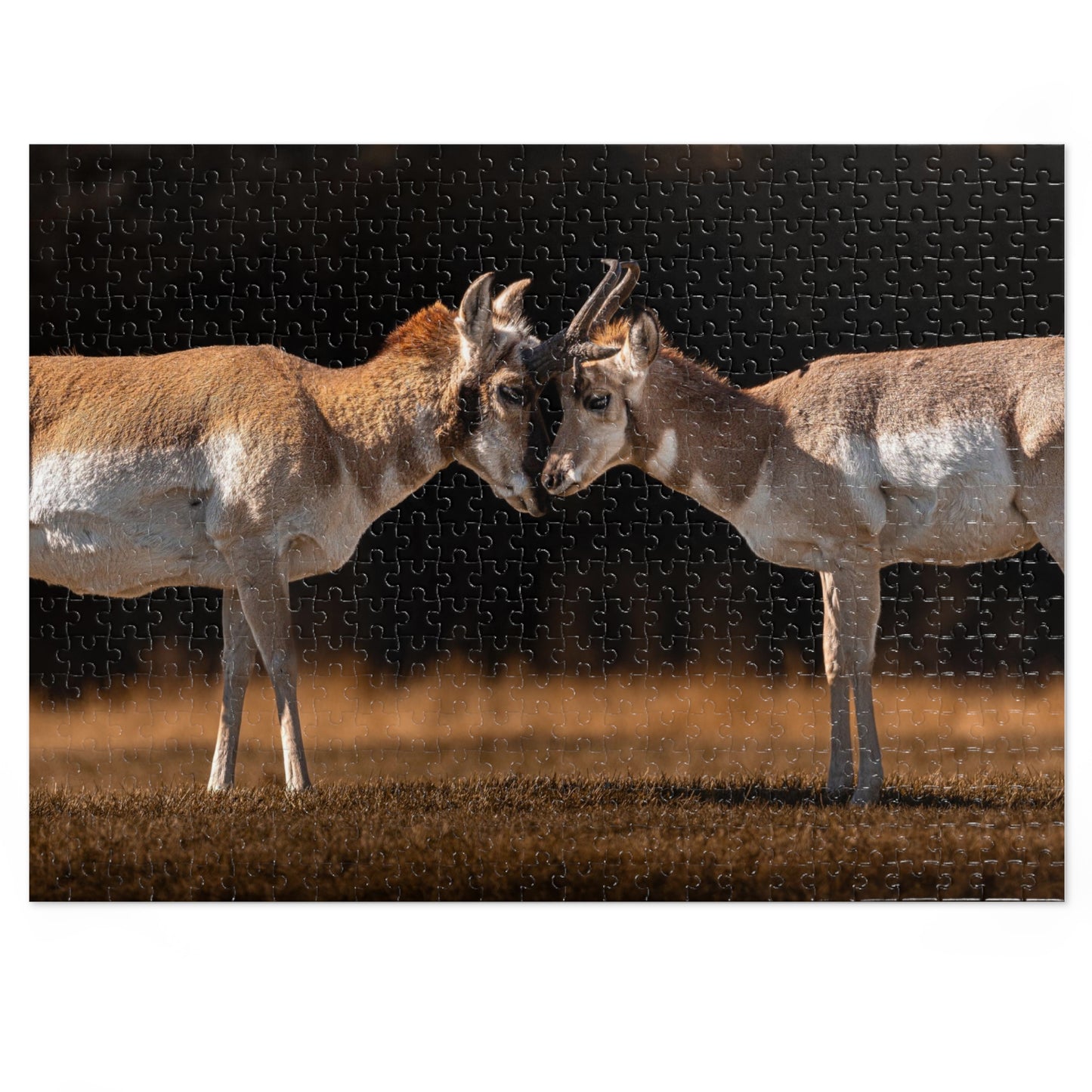 "LOVE OF A PRONGHORN" PRONGHORN - PUZZLE