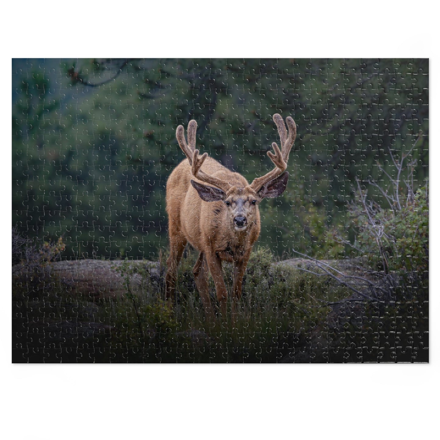 "HIGH ALERT" BUCK MULE DEER - PUZZLE