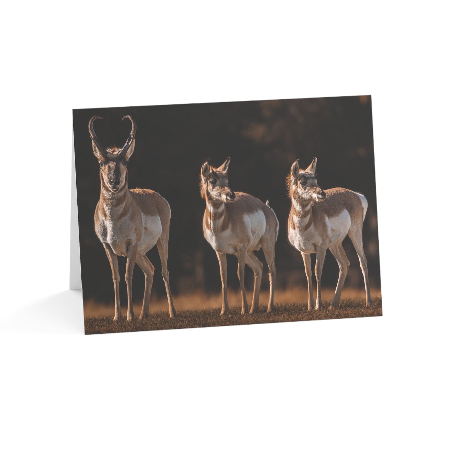 "FAMILY OF THREE" PRONGHORN - GREETING CARDS