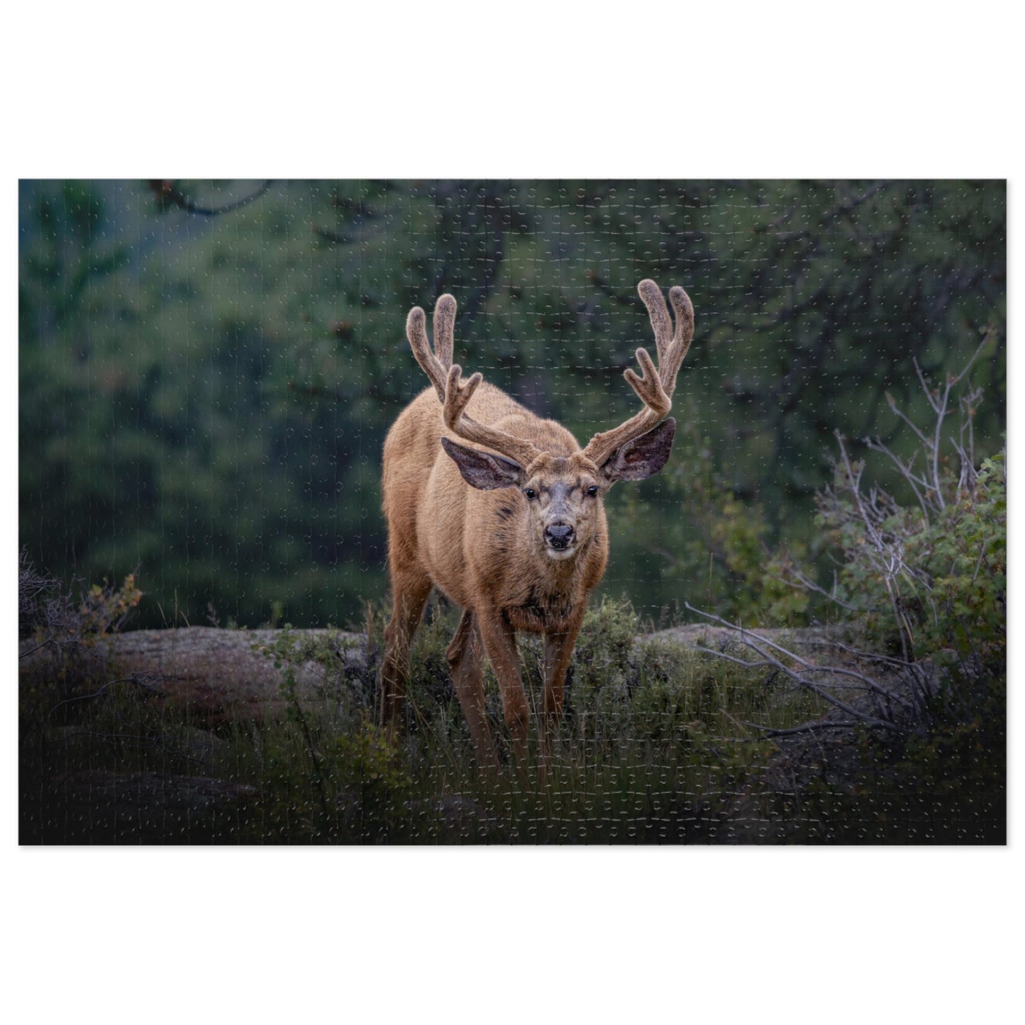 "HIGH ALERT" BUCK MULE DEER - PUZZLE