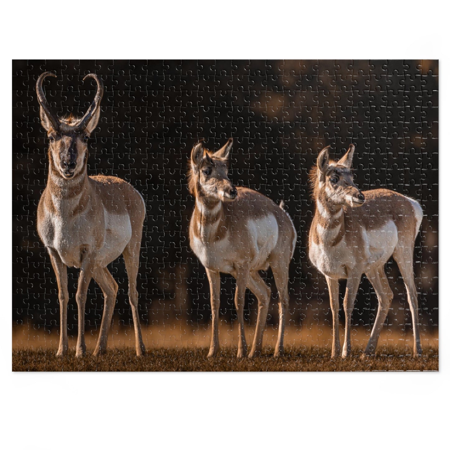 "FAMILY OF THREE" PRONGHORN - PUZZLE