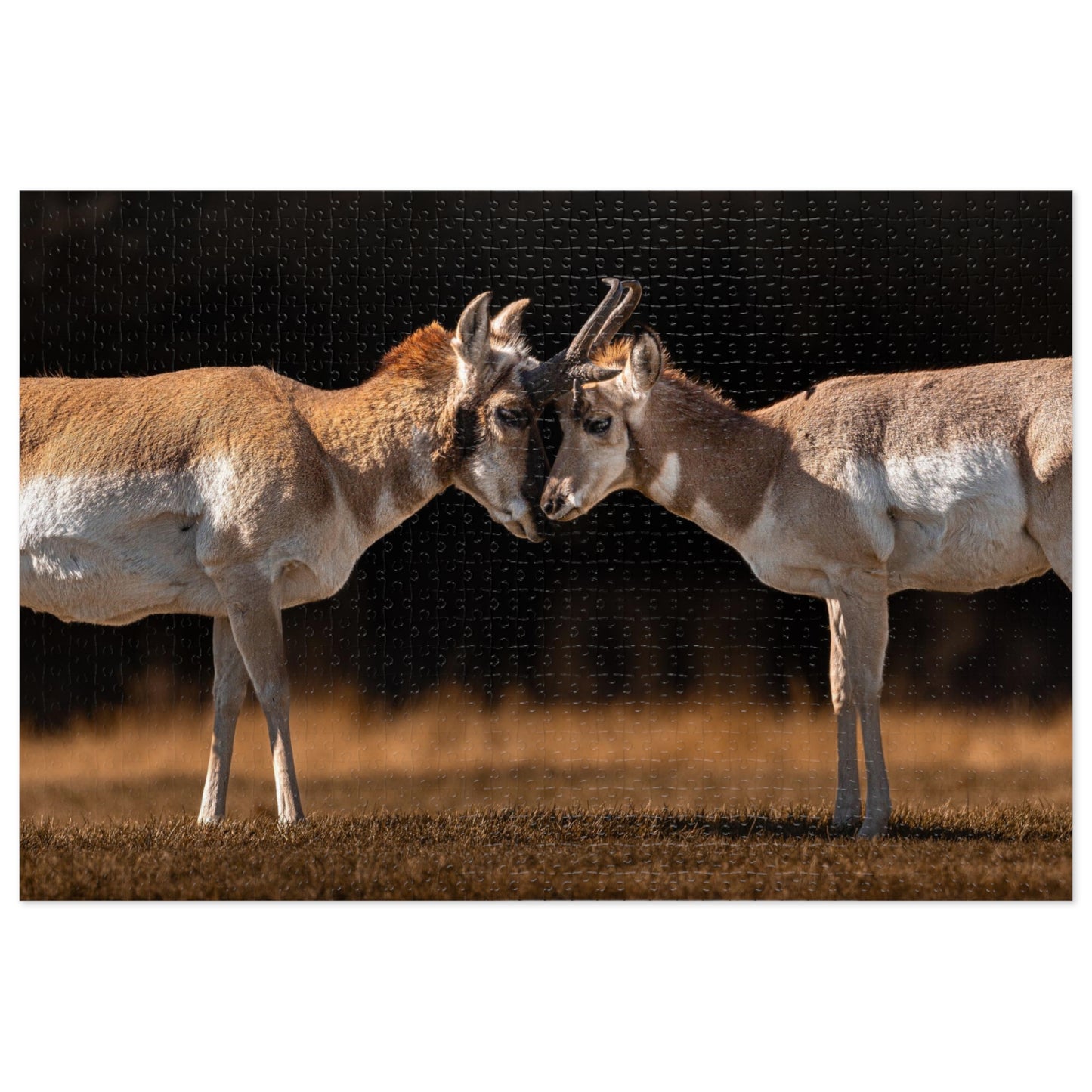 "LOVE OF A PRONGHORN" PRONGHORN - PUZZLE