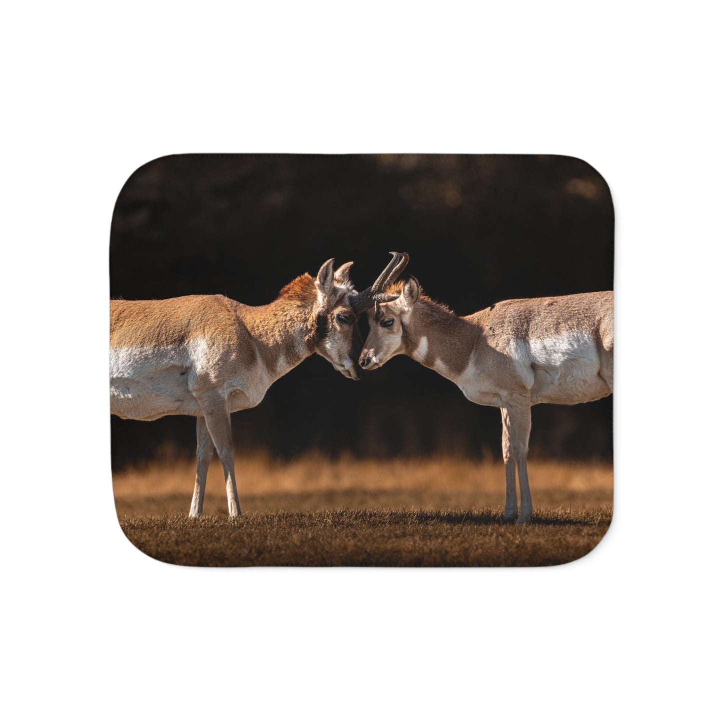 "LOVE OF A PRONGHORN" PRONGHORN - FLEECE BLANKET