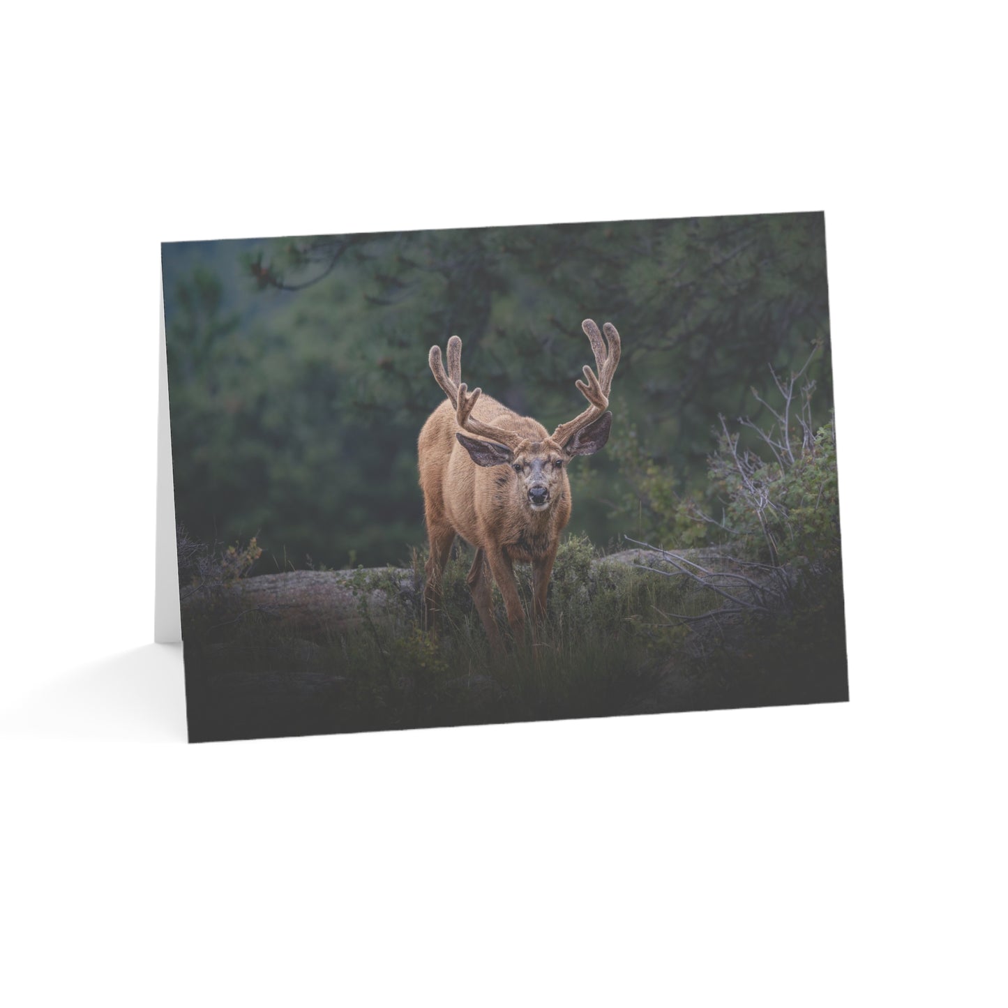 "HIGH ALERT" BUCK MULE DEER - GREETING CARDS