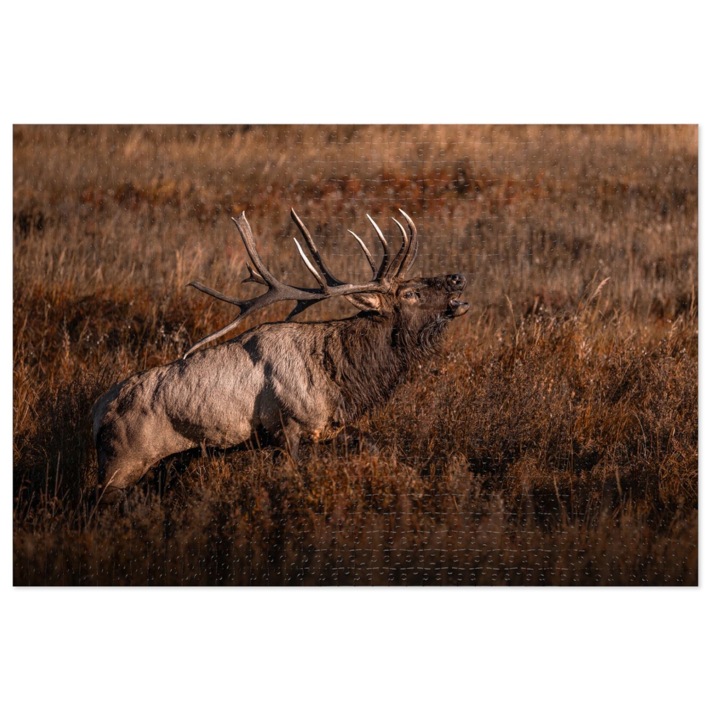 "BUGLE" BULL ELK - PUZZLE