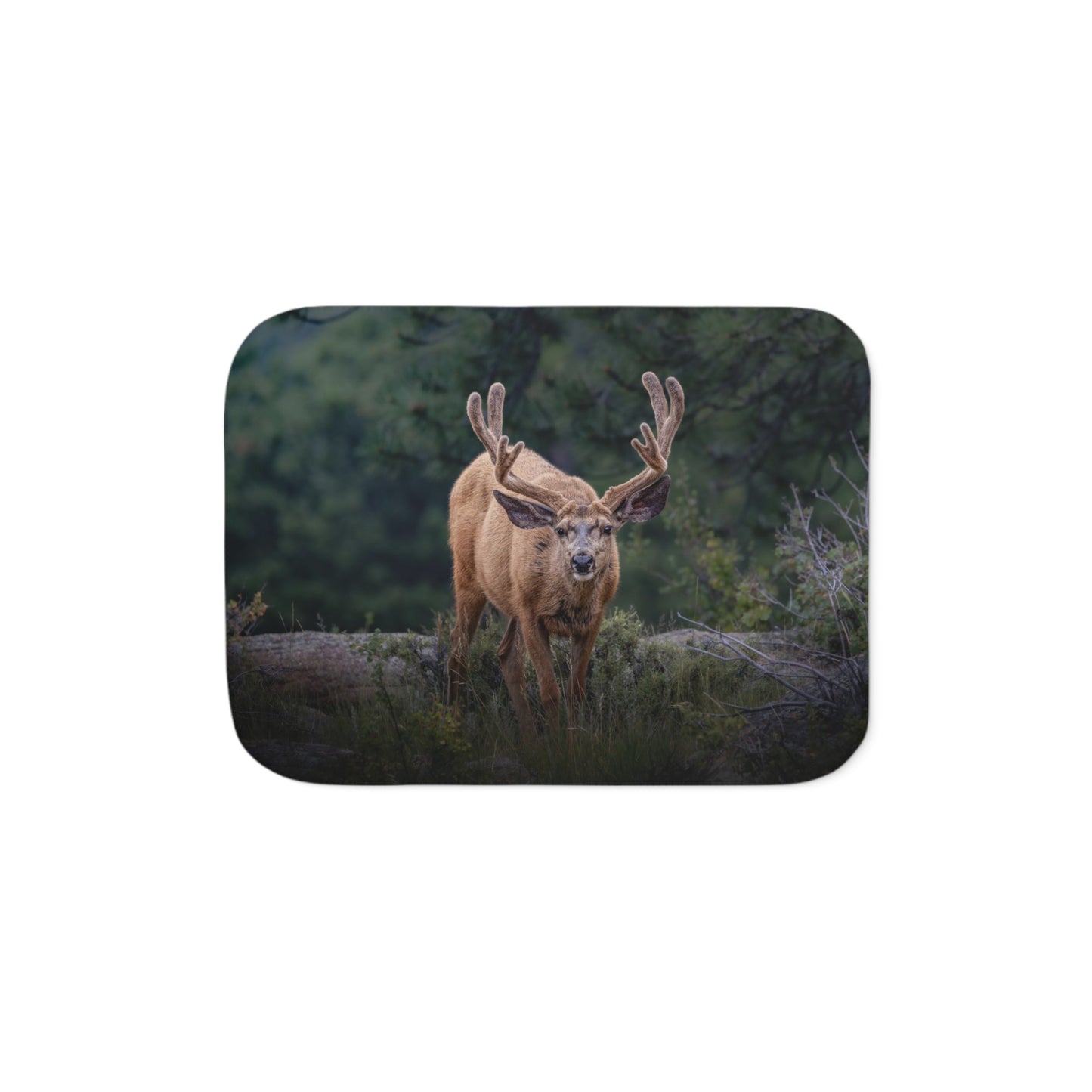 "HIGH ALERT" BUCK MULE DEER - FLEECE BLANKET