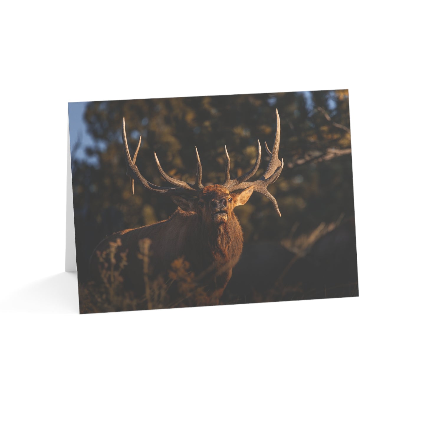 "DROPTINE" BULL ELK - GREETING CARDS