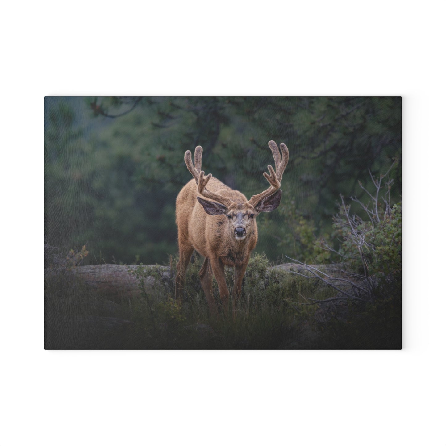 "HIGH ALERT" BUCK MULE DEER - CUTTING BOARD