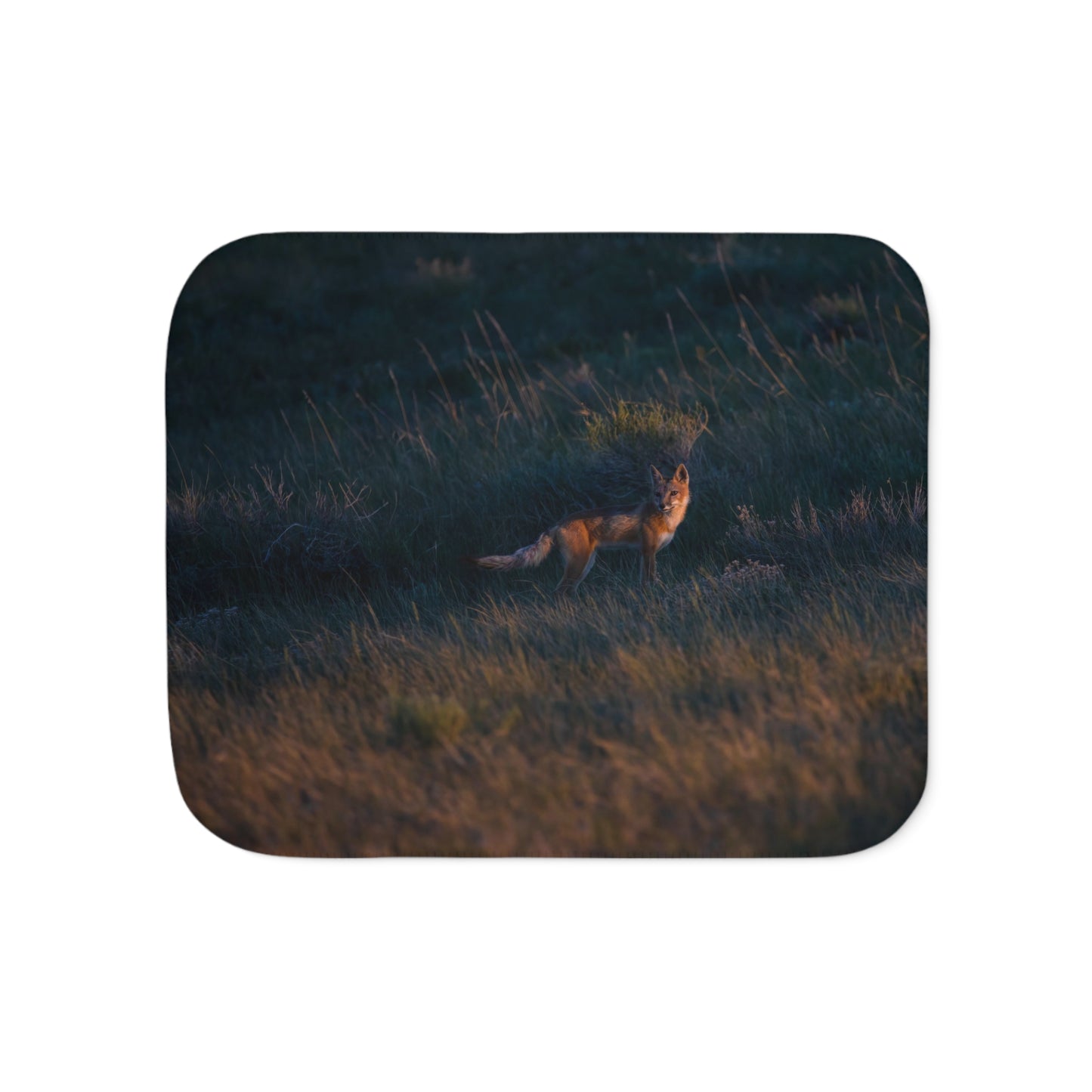 "GOLDEN LIGHT" SWIFT FOX - FLEECE BLANKET