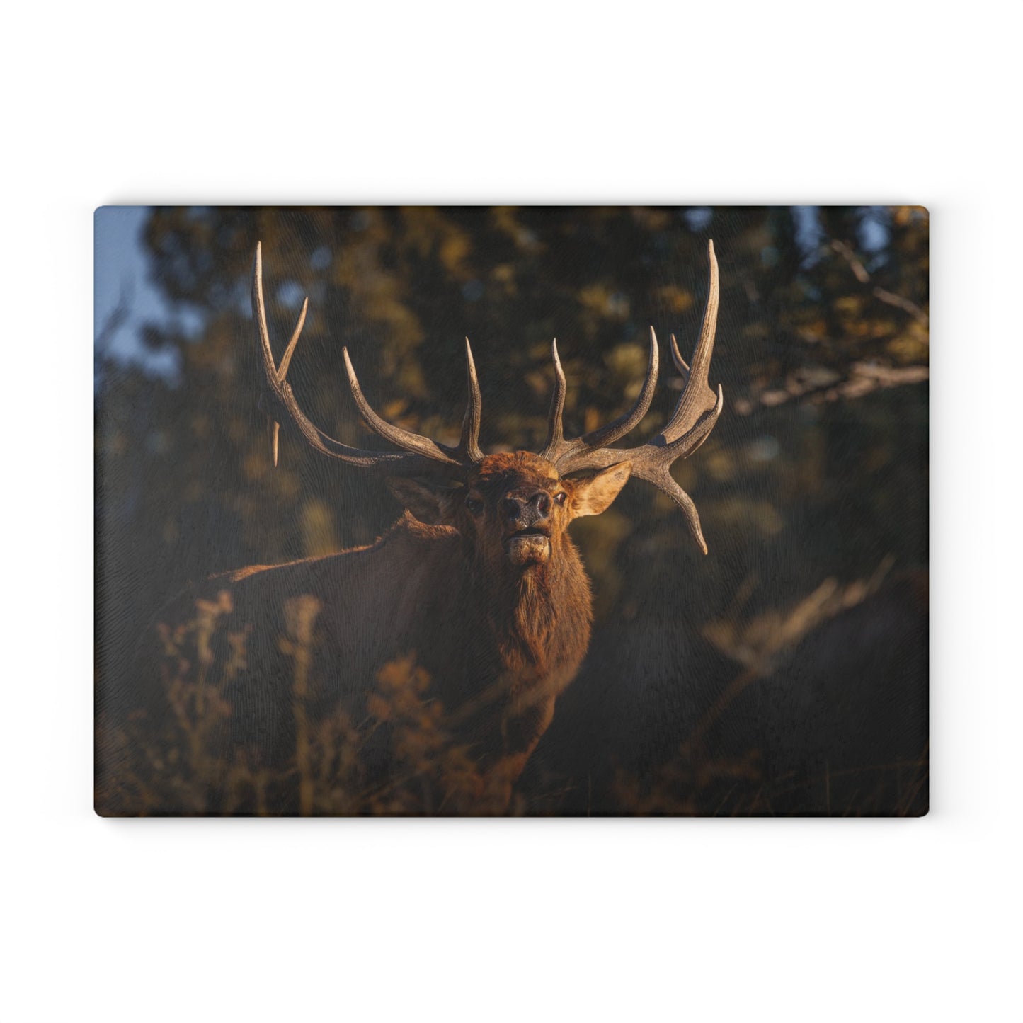 "DROPTINE" BULL ELK - CUTTING BOARD