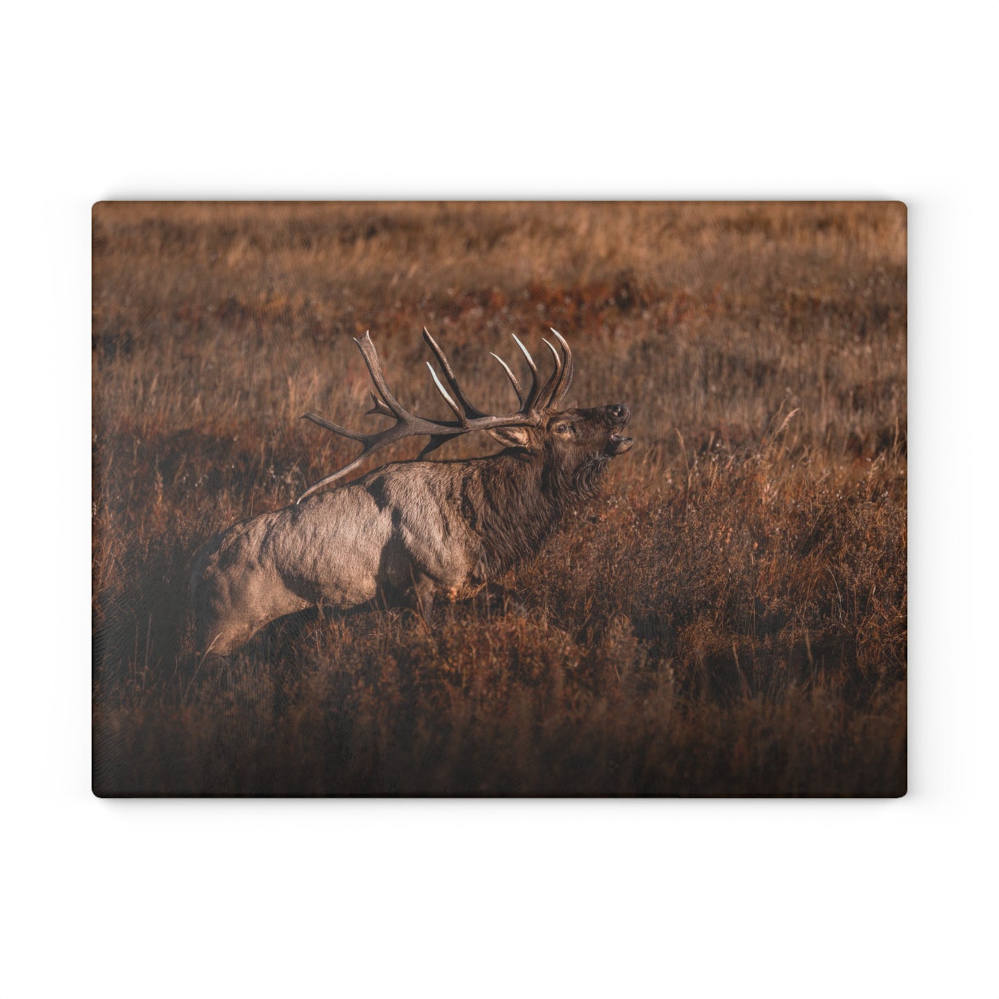 "BUGLE" BULL ELK - CUTTING BOARD