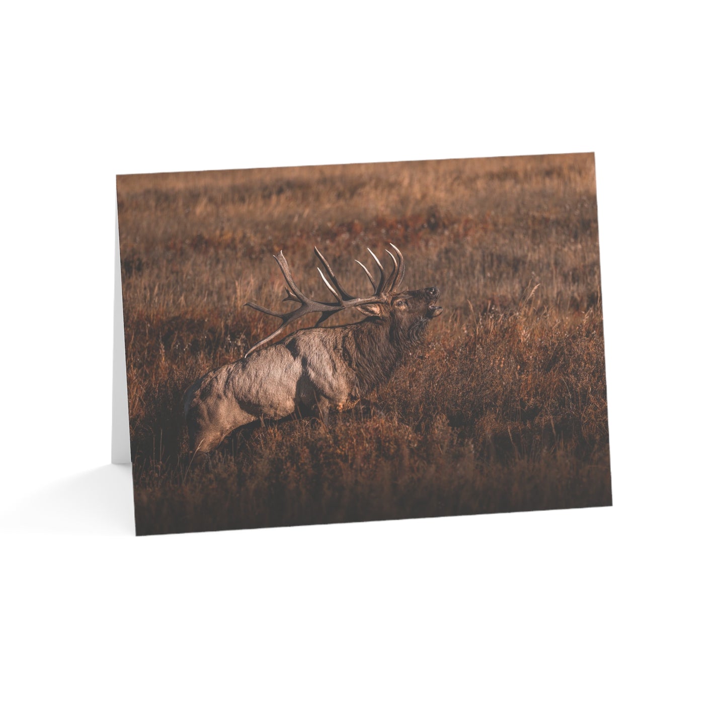 "BUGLE" BULL ELK - GREETING CARDS