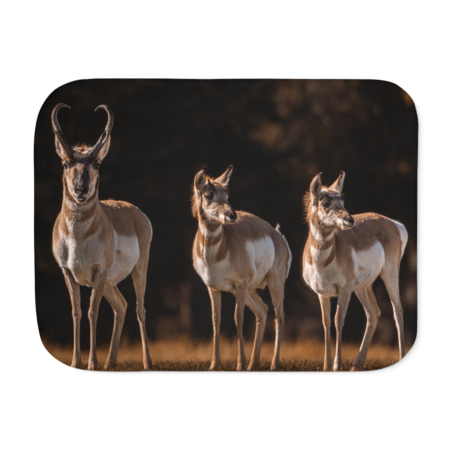 "FAMILY OF THREE" PRONGHORN - FLEECE BLANKET