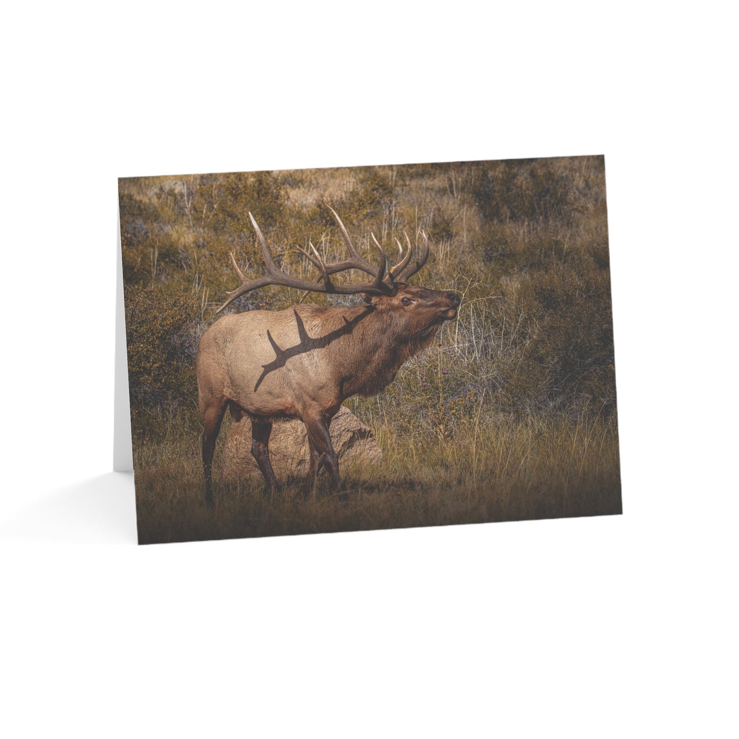 "TATTED" BULL ELK - GREETING CARDS