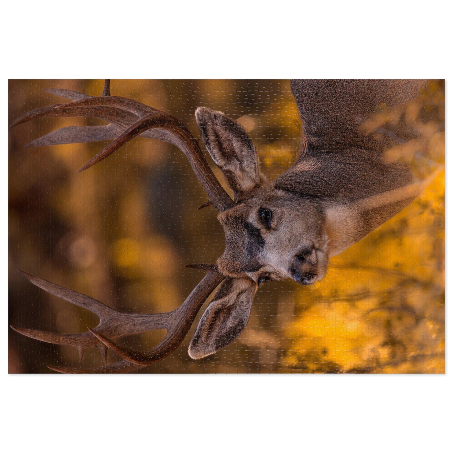 "NOVEMBER GOLD" BUCK MULE DEER - PUZZLE