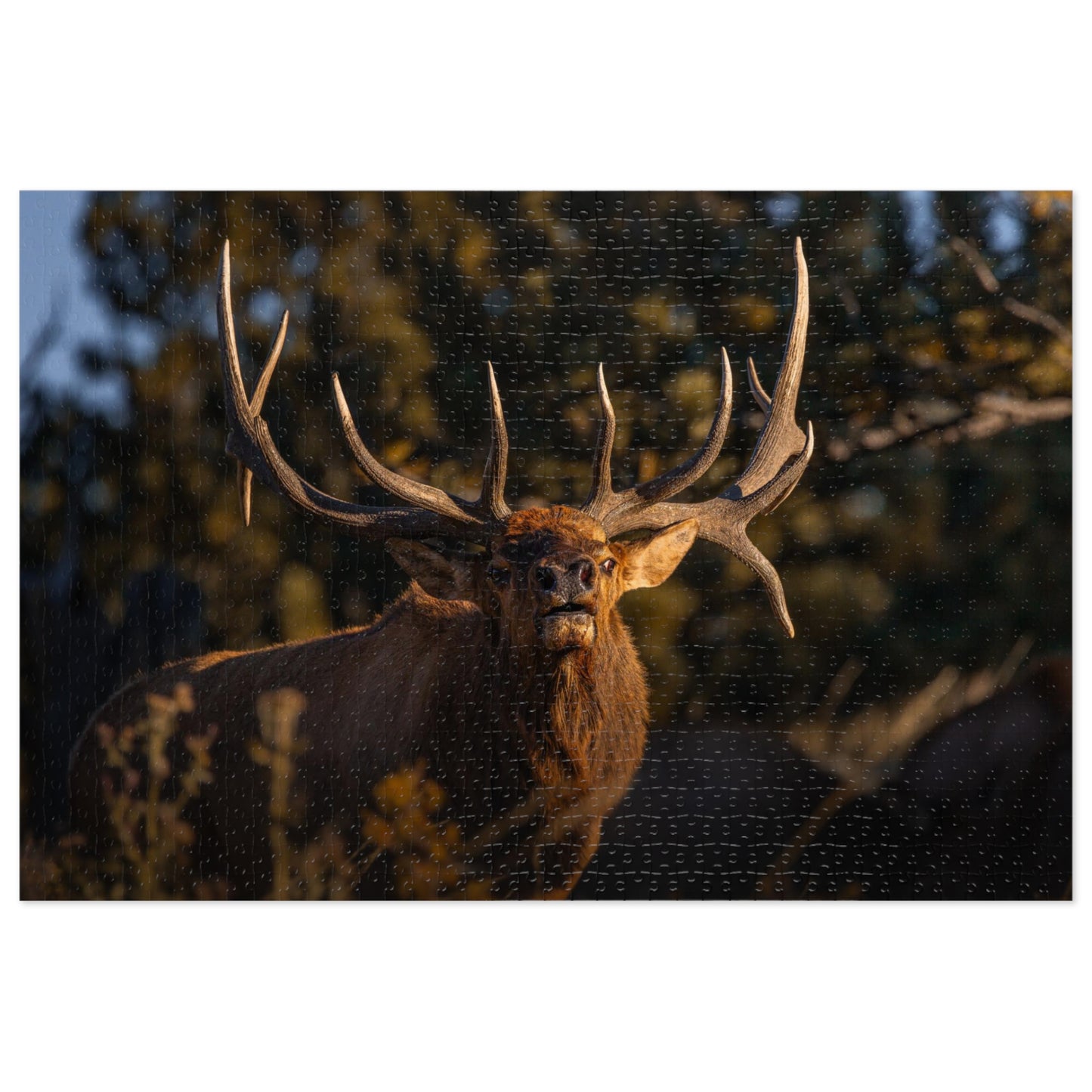 "DROPTINE" BULL ELK - PUZZLE