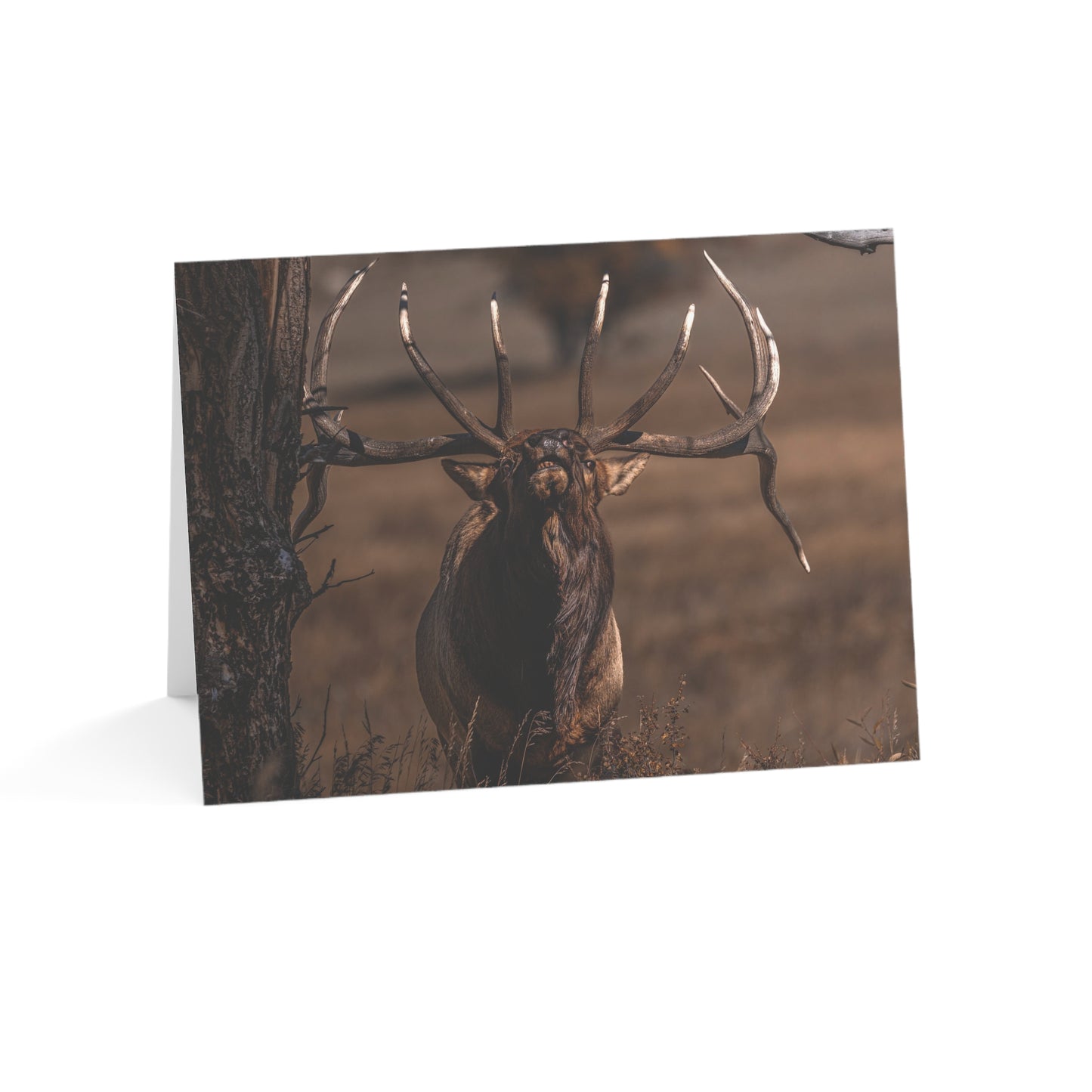 "ATTITUDE" BULL ELK - GREETING CARDS