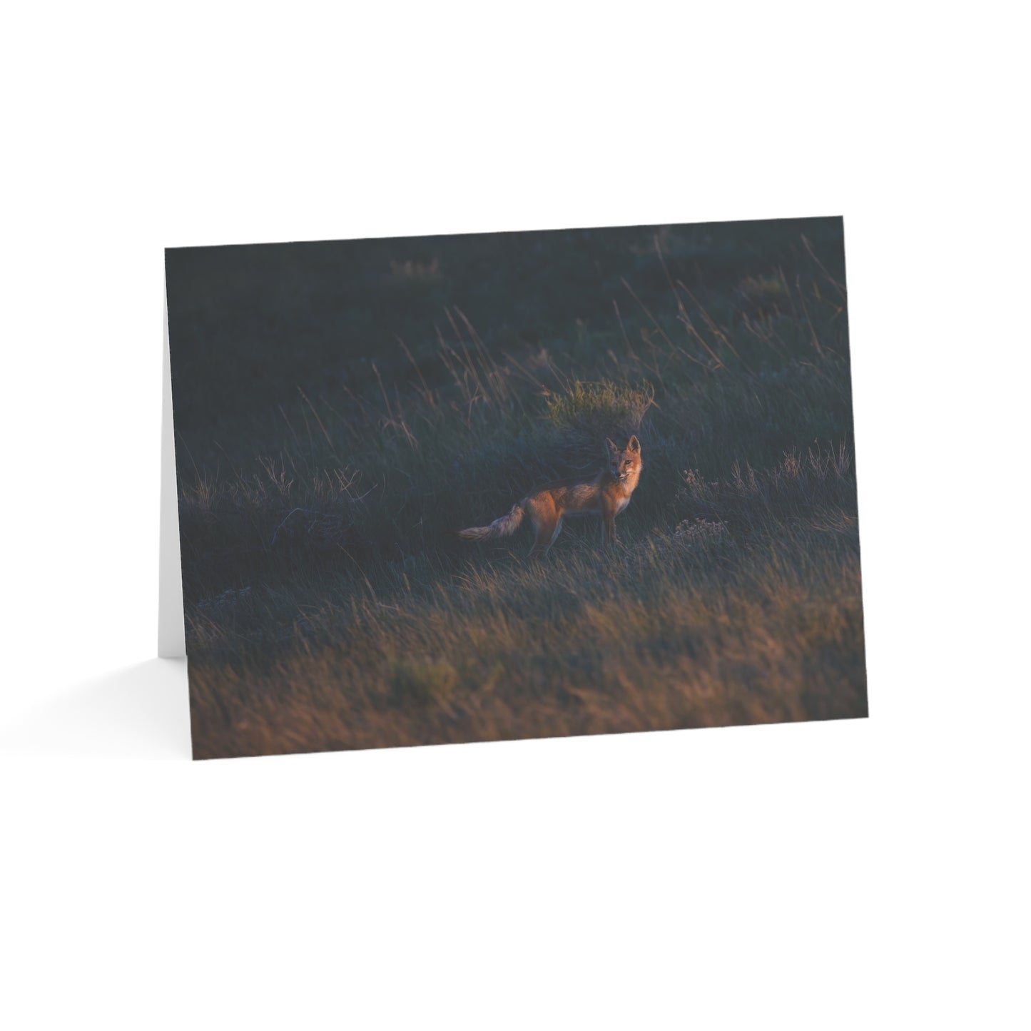 "GOLDEN LIGHT" SWIFT FOX - GREETING CARDS