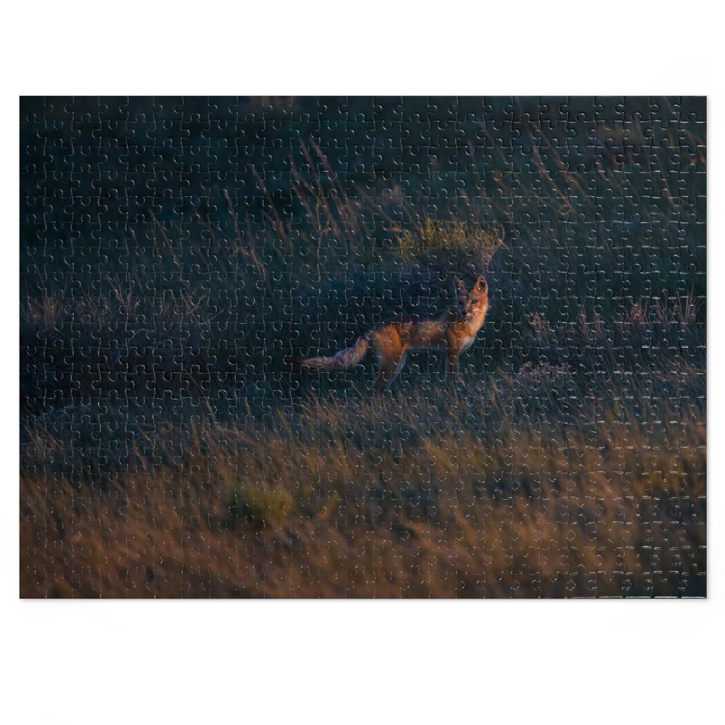 "GOLDEN LIGHT" SWIFT FOX - PUZZLE