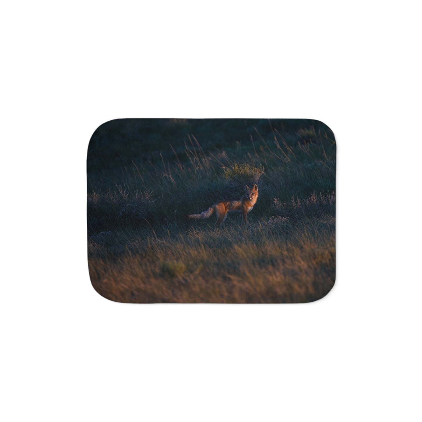 "GOLDEN LIGHT" SWIFT FOX - FLEECE BLANKET