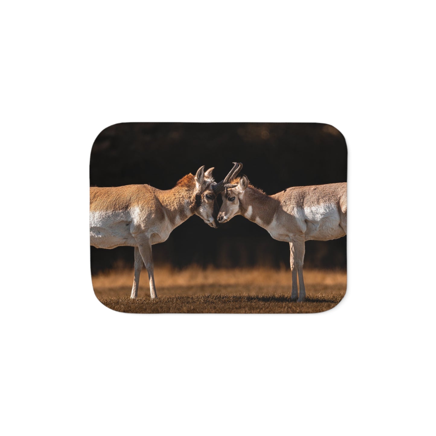 "LOVE OF A PRONGHORN" PRONGHORN - FLEECE BLANKET