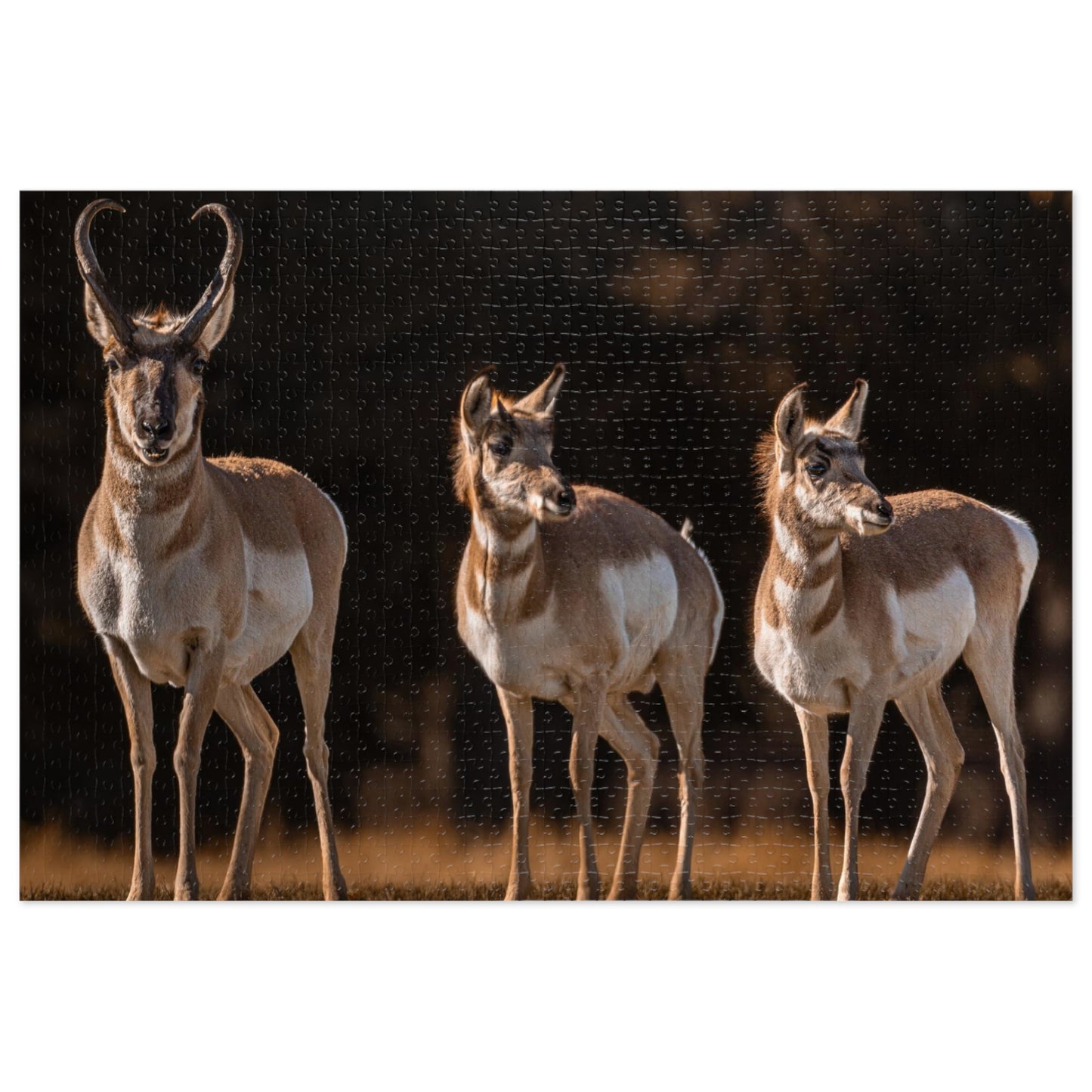 "FAMILY OF THREE" PRONGHORN - PUZZLE