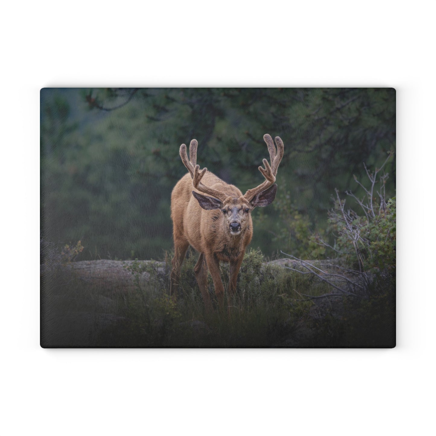 "HIGH ALERT" BUCK MULE DEER - CUTTING BOARD