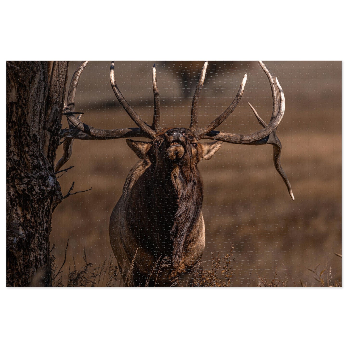 "ATTITUDE" BULL ELK - PUZZLE