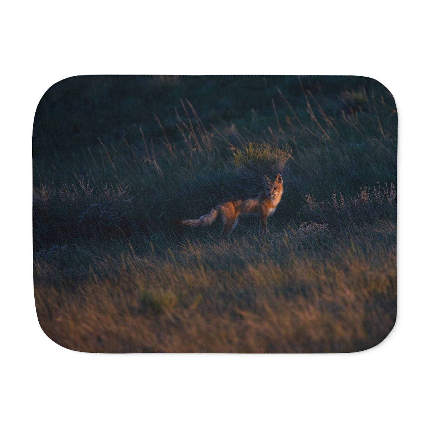 "GOLDEN LIGHT" SWIFT FOX - FLEECE BLANKET