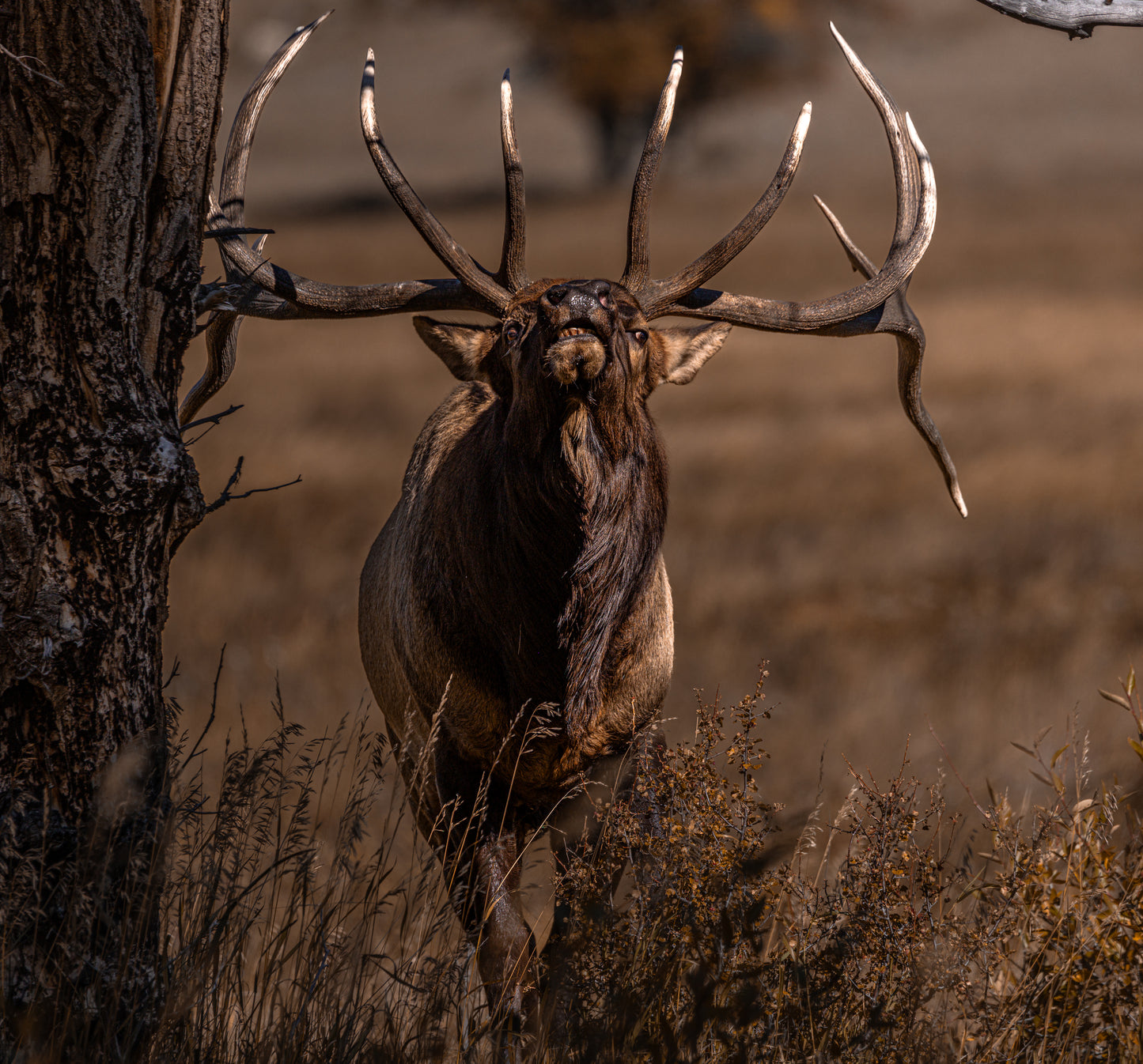 "ATTITUDE" BULL ELK PRINT