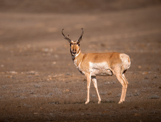 "BARE PRAIRIE" PRONGHORN PRINT