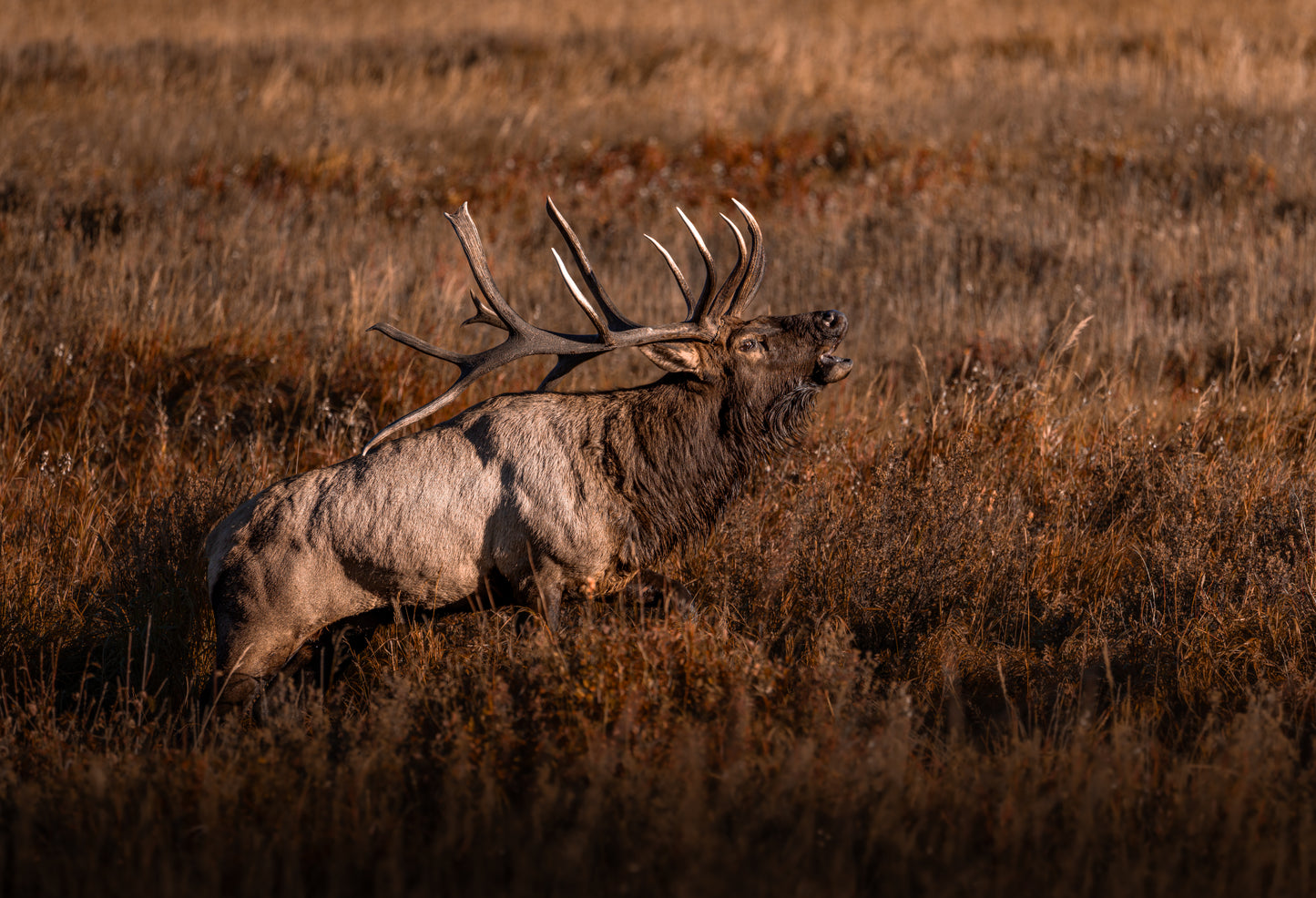 "BUGLE" BULL ELK PRINT