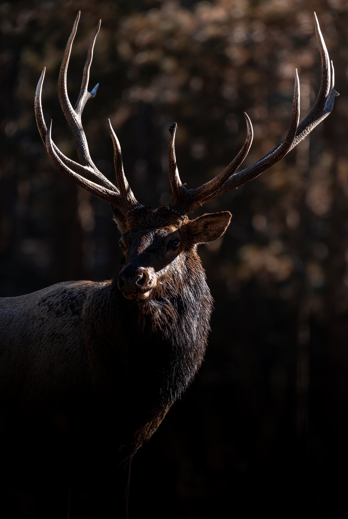 "DARK TIMBER" BULL ELK PRINT