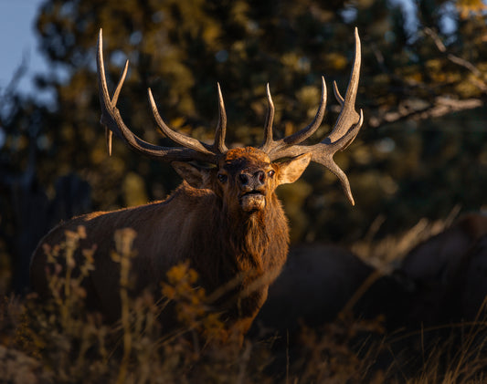 "DROPTINE" BULL ELK PRINT