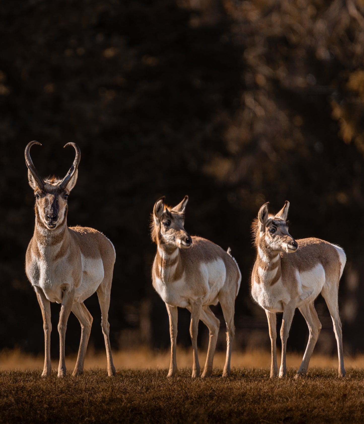 "FAMILY OF THREE" PRONGHORN PRINT